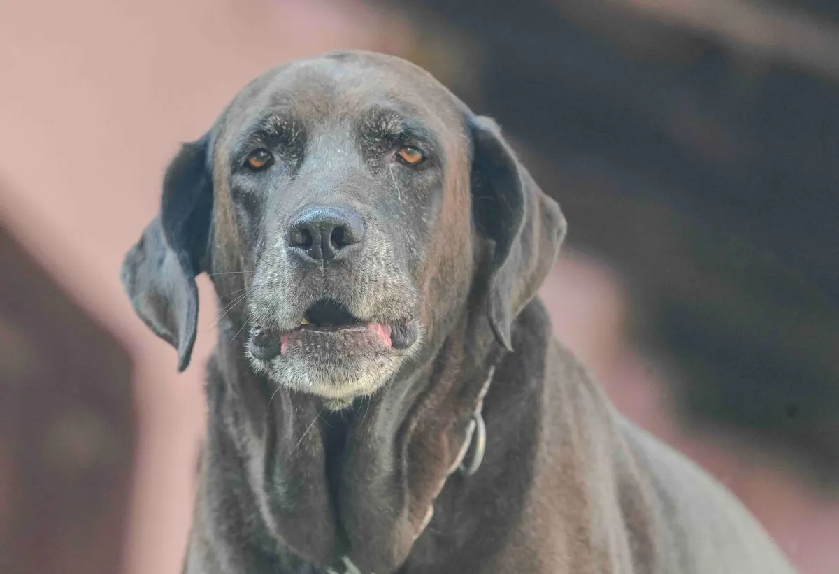 Chien âgé au pelage brun, regard doux, assis à l'extérieur