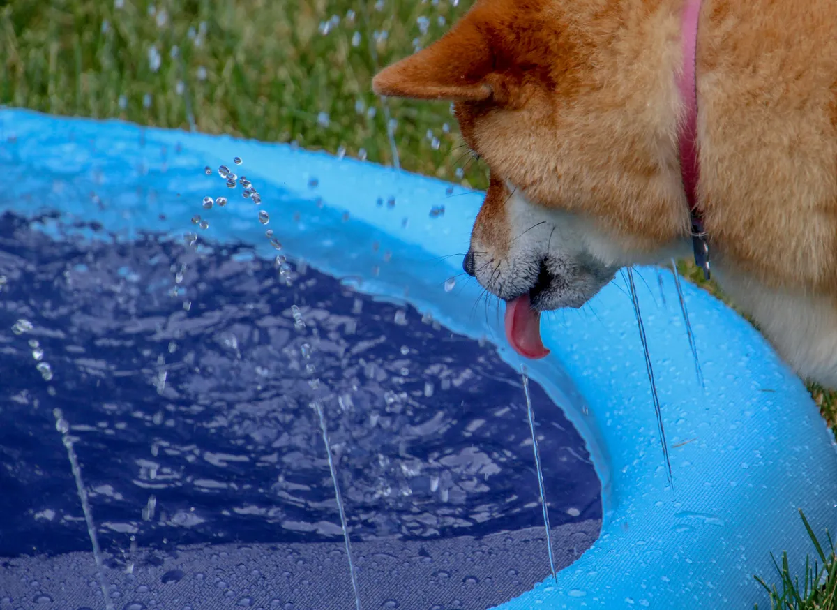 Chien qui boit l'eau d'une petite piscine pour chien dans un jardin
