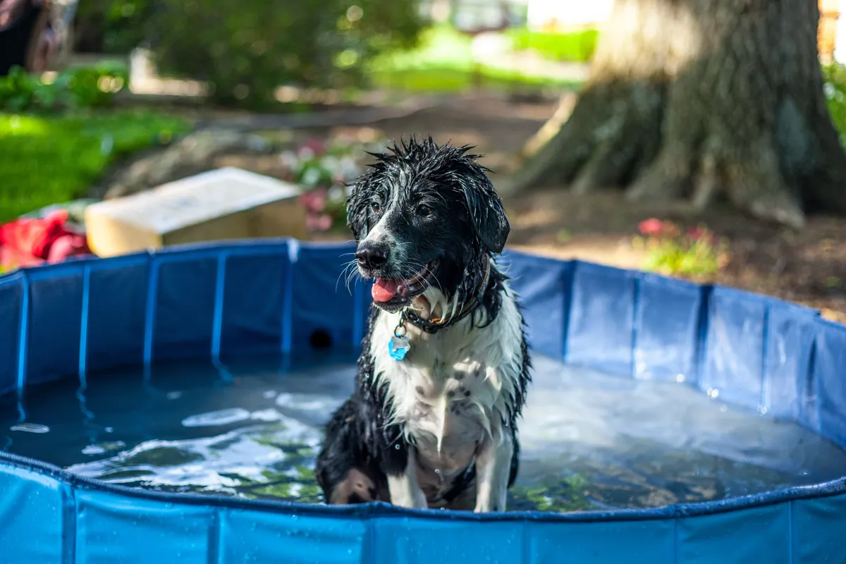 Chien qui se rafraîchit dans une piscine pour chien dans un jardin