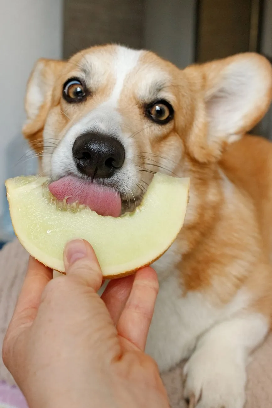 Chien corgi léchant une tranche de melon