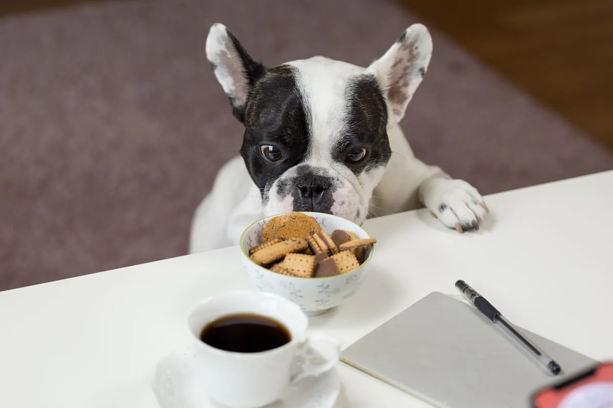 Bouledogue français posant ses pattes sur une table et regardant un bol de biscuits