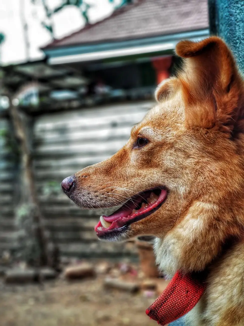 Chien au pelage roux souriant en extérieur