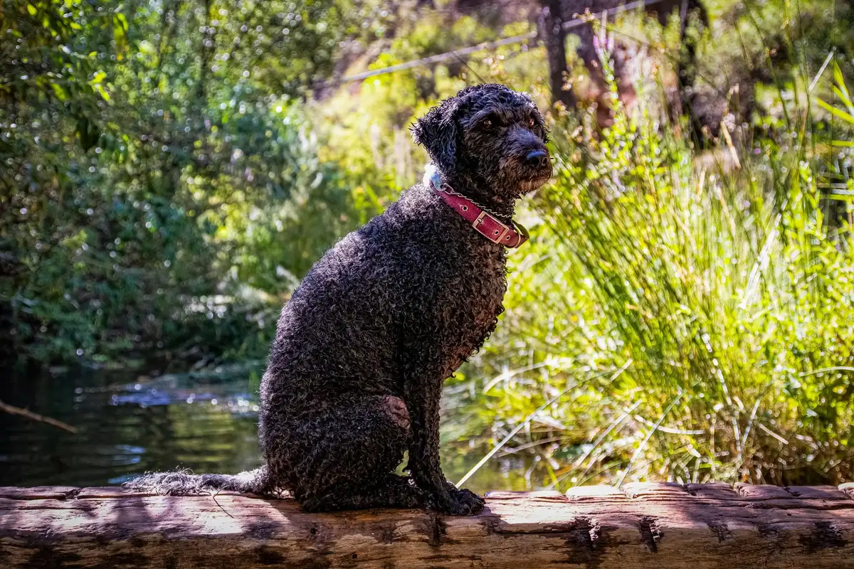 Chien d'eau espagnol assis dans la verdure, en pleine nature