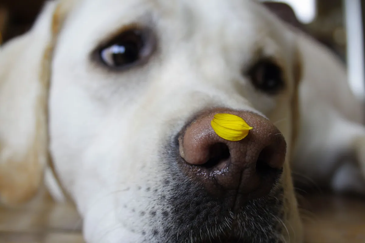 Chien curieux avec un pétale de fleur posé sur la truffe, illustrant la sensibilité de son odorat
