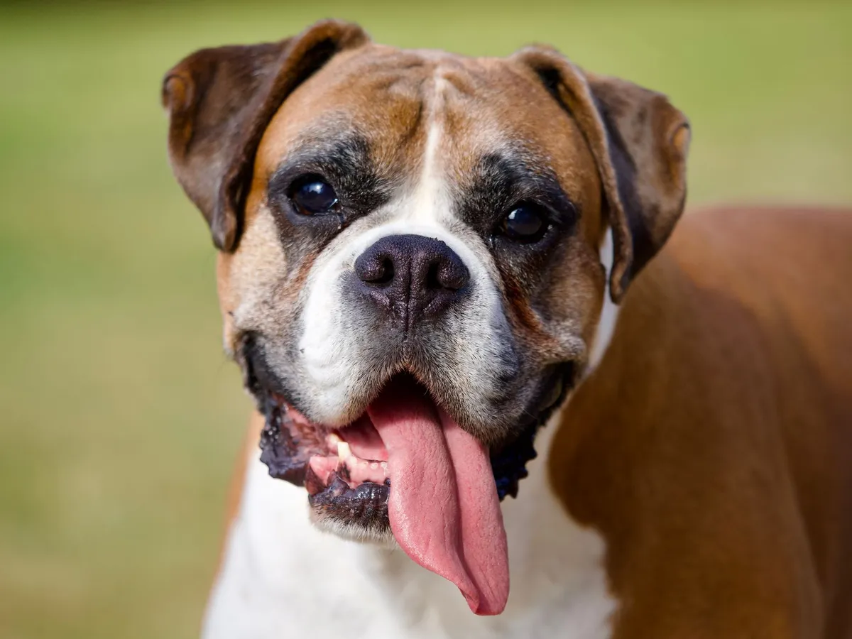 Chien boxer tirant la langue, haletant au soleil