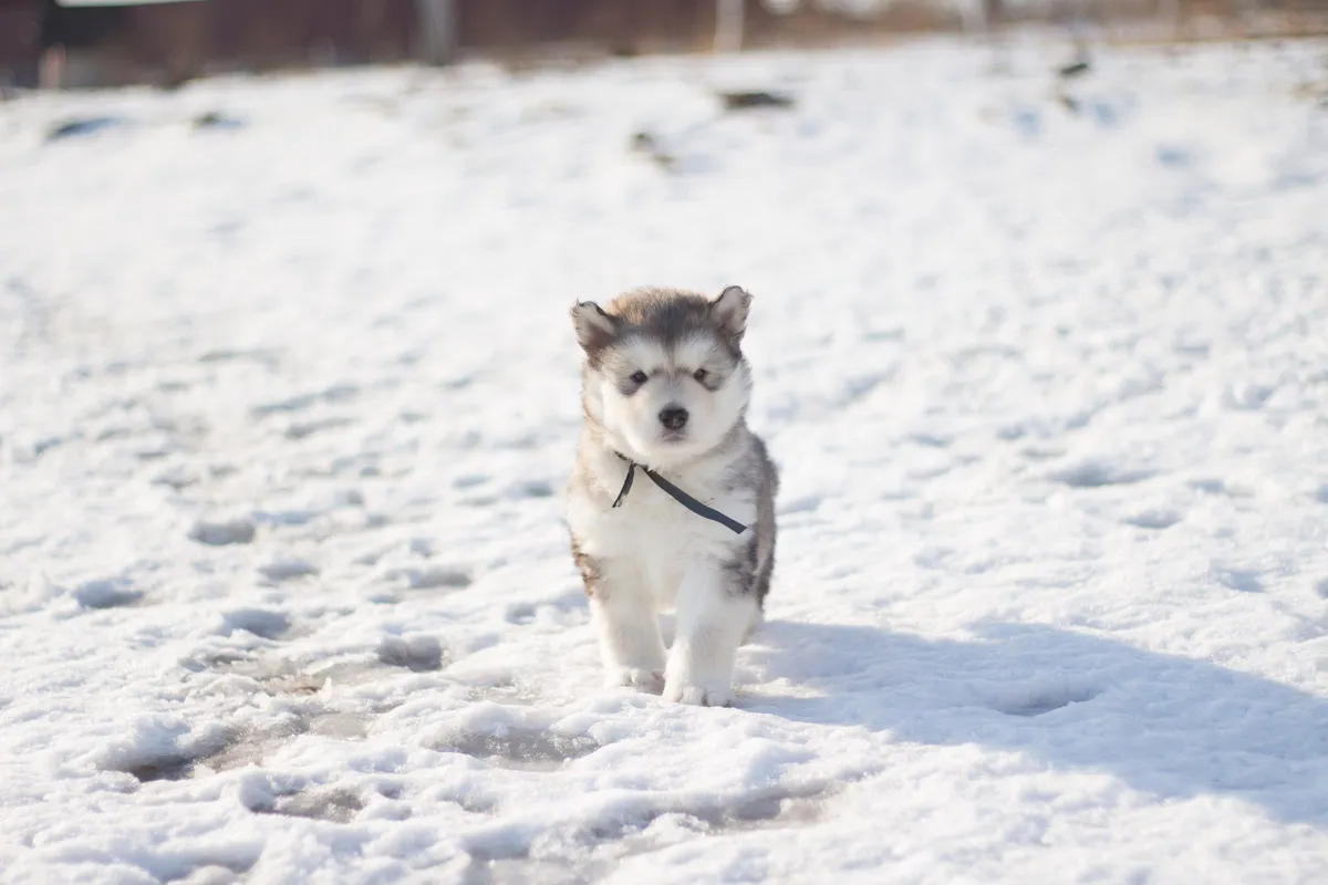 Chiot husky de Sibérie explorant un paysage enneigé