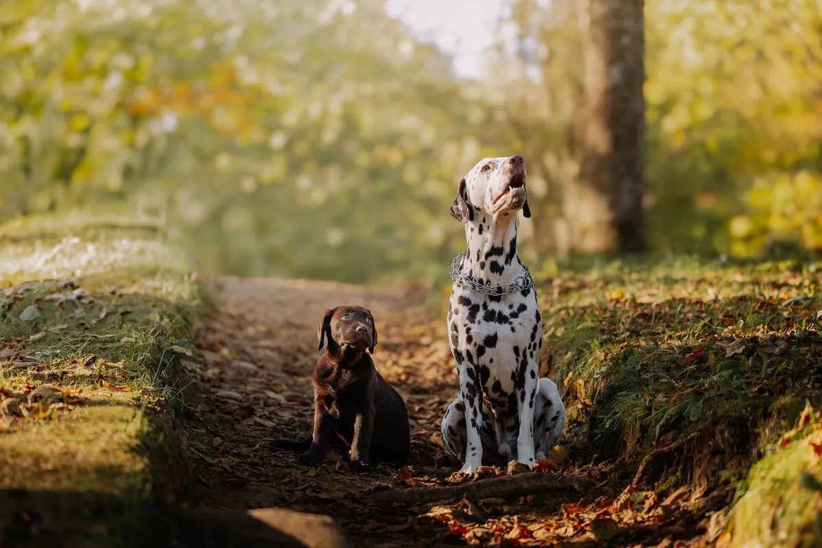 Chiot dalmatien et chiot labrador assis côte à côte sur un chemin forestier