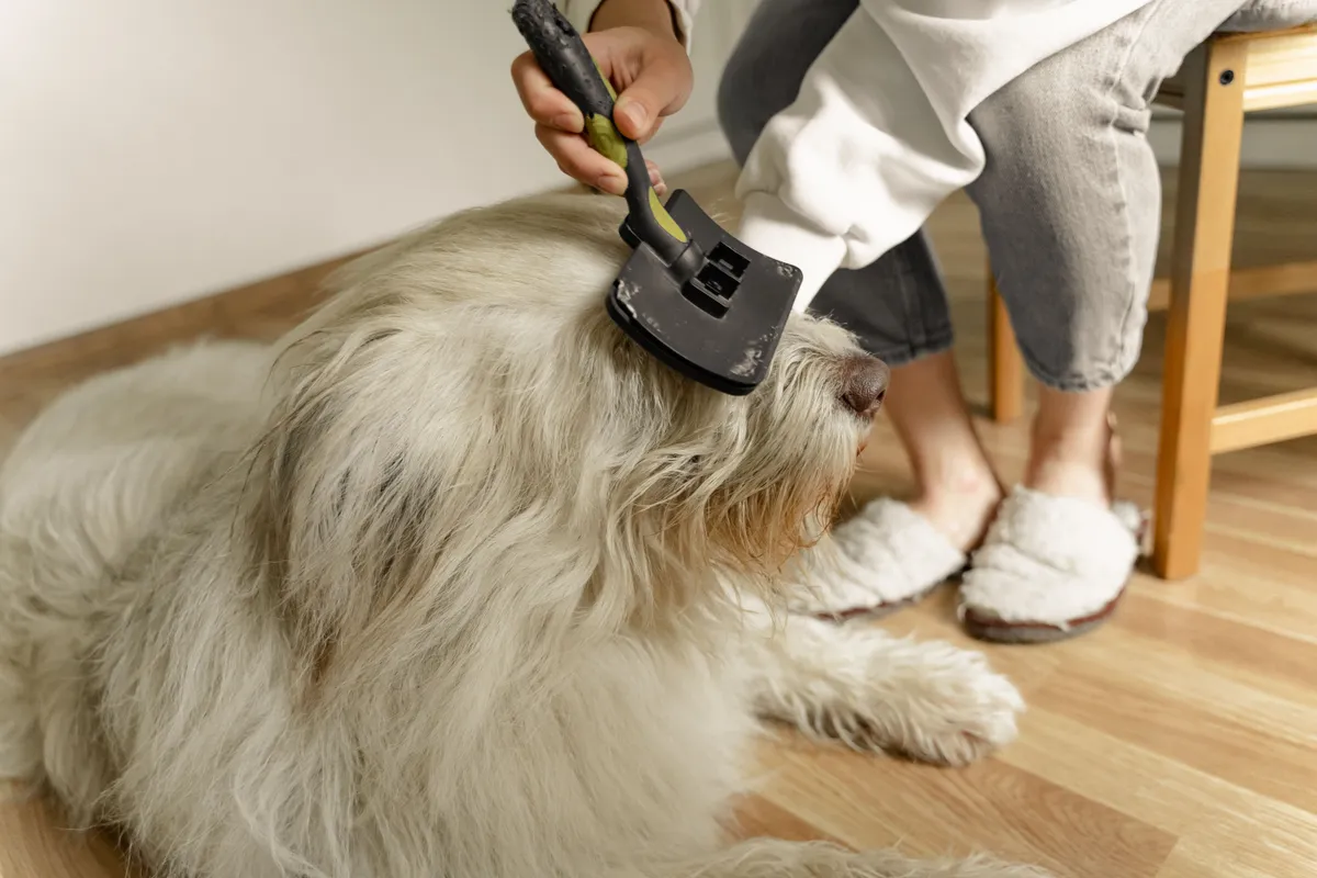 Personne brossant le pelage d'un chien à la maison