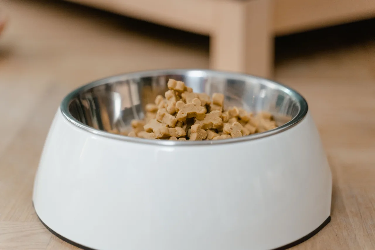 Gamelle en inox remplie de croquettes pour chien posée sur un parquet