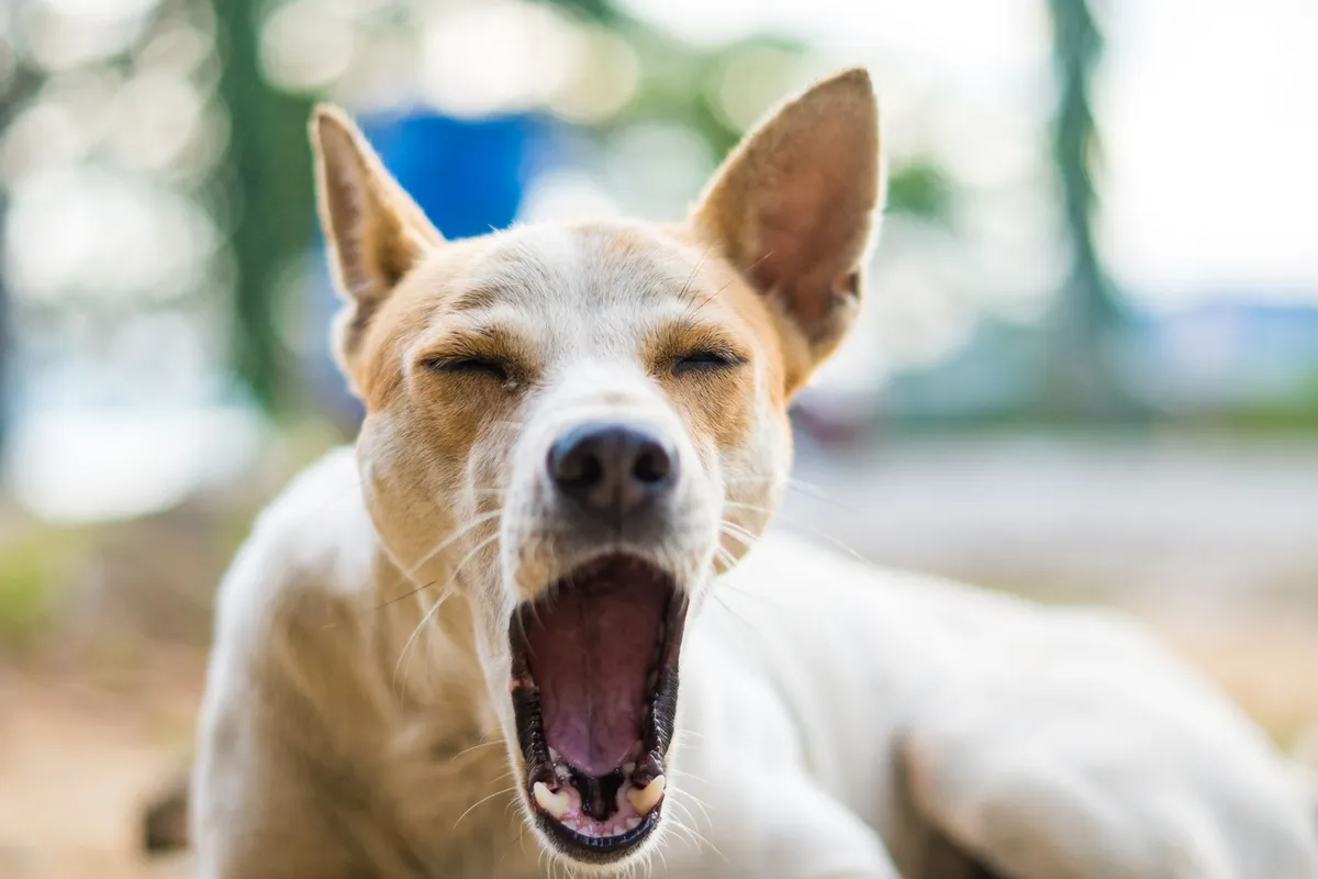 Chien blanc et fauve la gueule grande ouverte en train de bâiller, yeux fermés