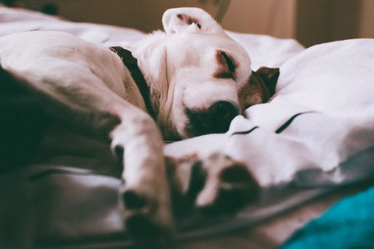 Chien blanc et noir endormi sur un lit, tête posée sur un coussin