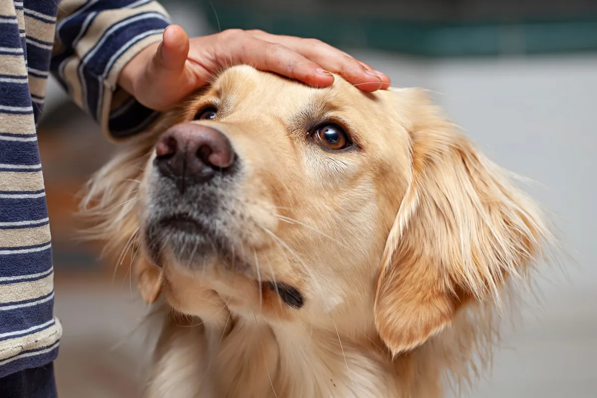 Main posée sur le dessus de la tête d'un golden retriever qui détourne la tête et découvre le blanc de son oeil