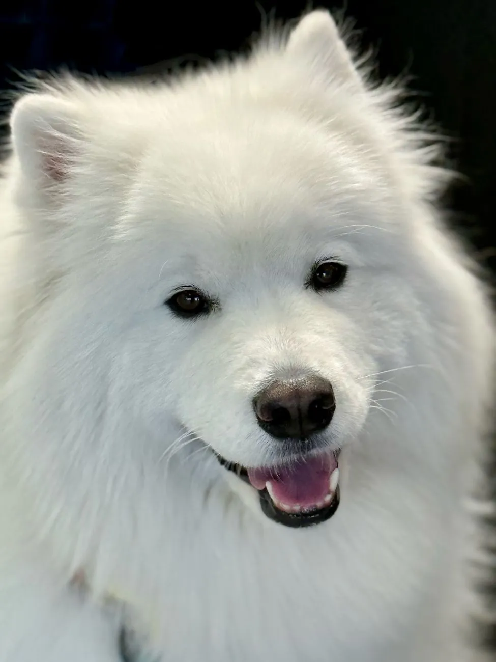 Chien samoyède à la robe blanche assis dans l'herbe