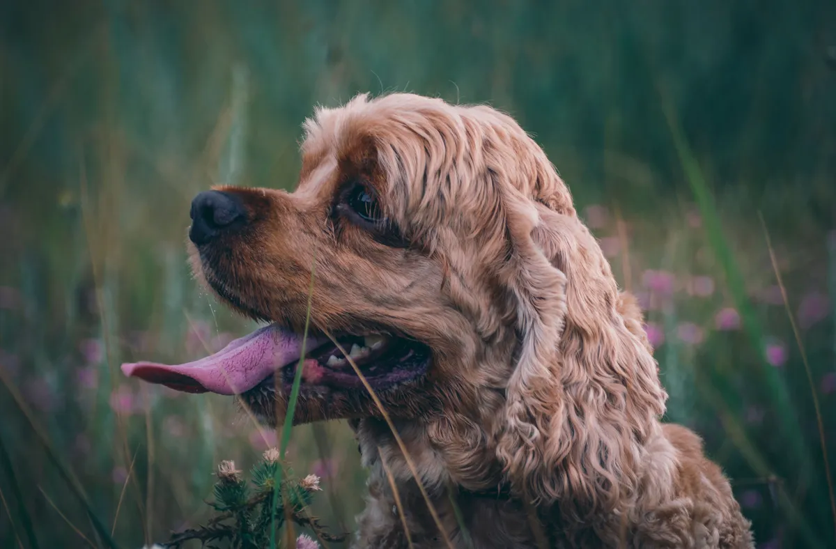 Cocker spaniel dans un champ, oreilles longues et bouclées