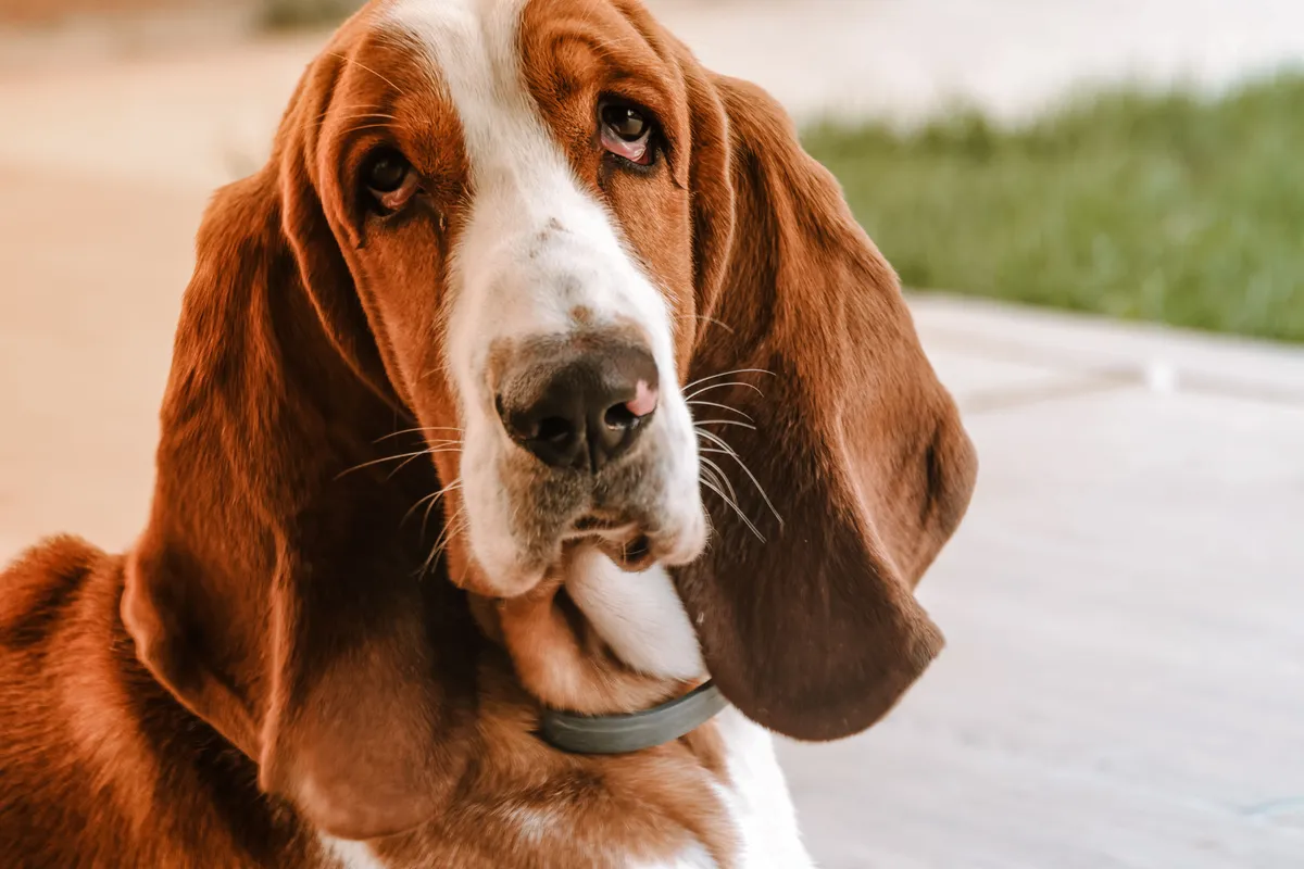 Basset hound de profil, oreilles longues et tombantes