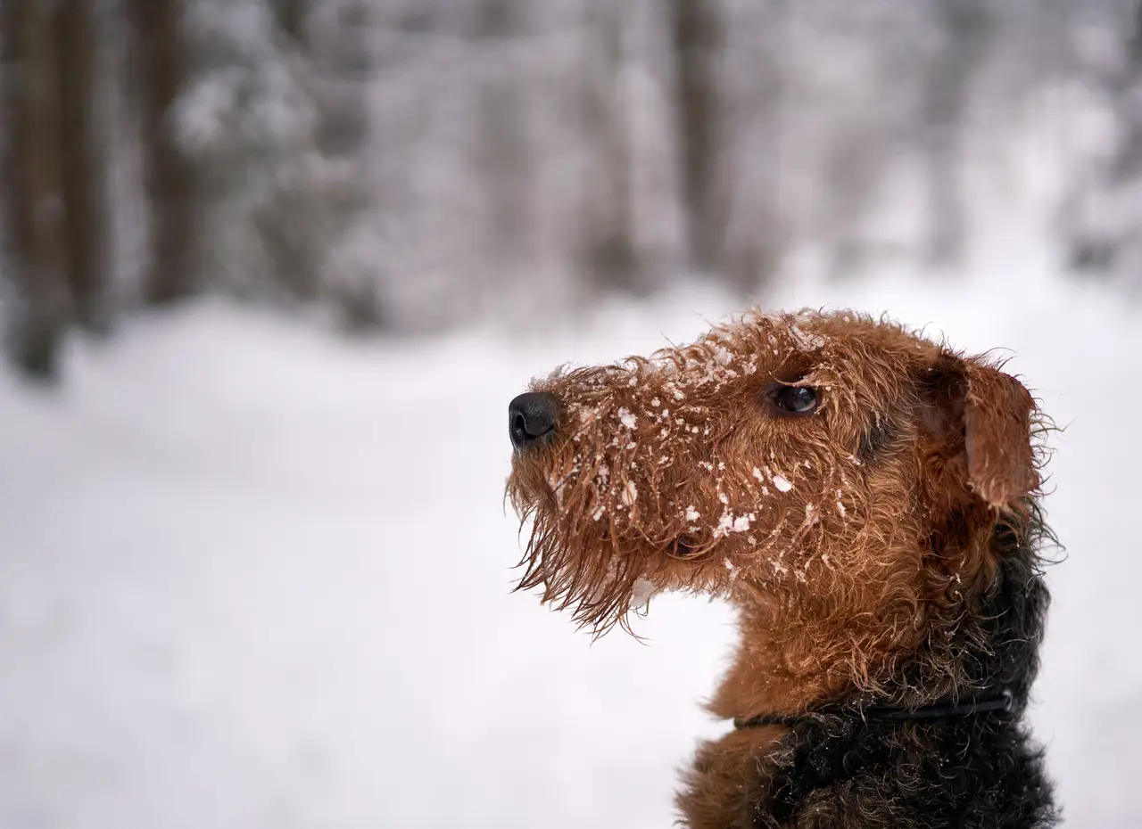 Airedale Terrier de profil, mouillé et avec de la neige sur le museau, en extérieur