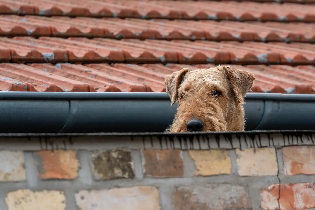 Airedale Terrier regardant par-dessus un mur