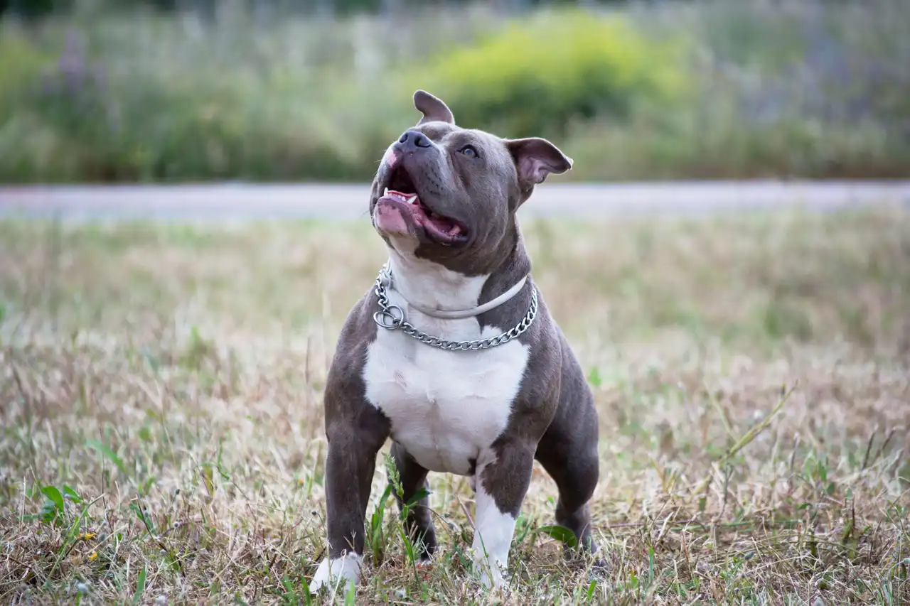 American Bully Pocket debout dans l'herbe regardant vers le haut