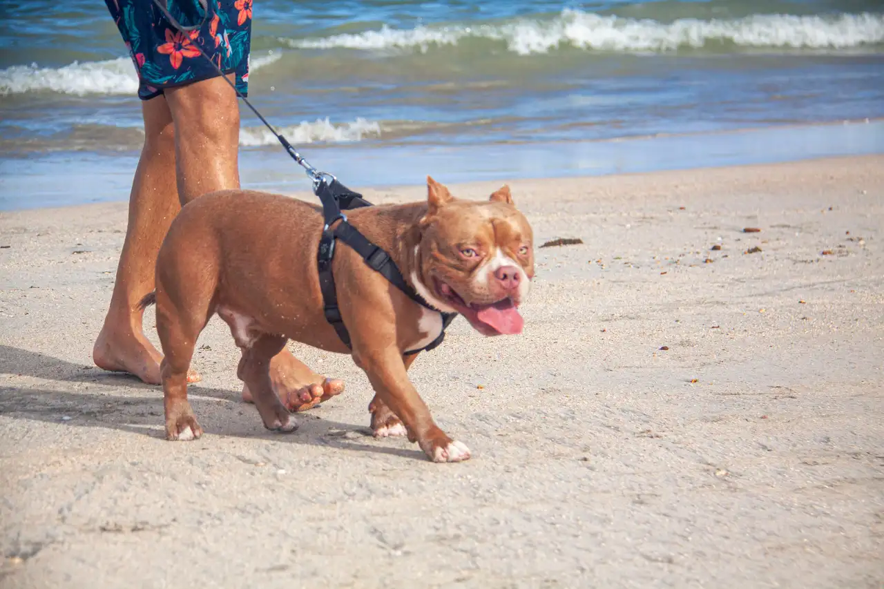 American Bully Pocket en promenade sur la plage en laisse