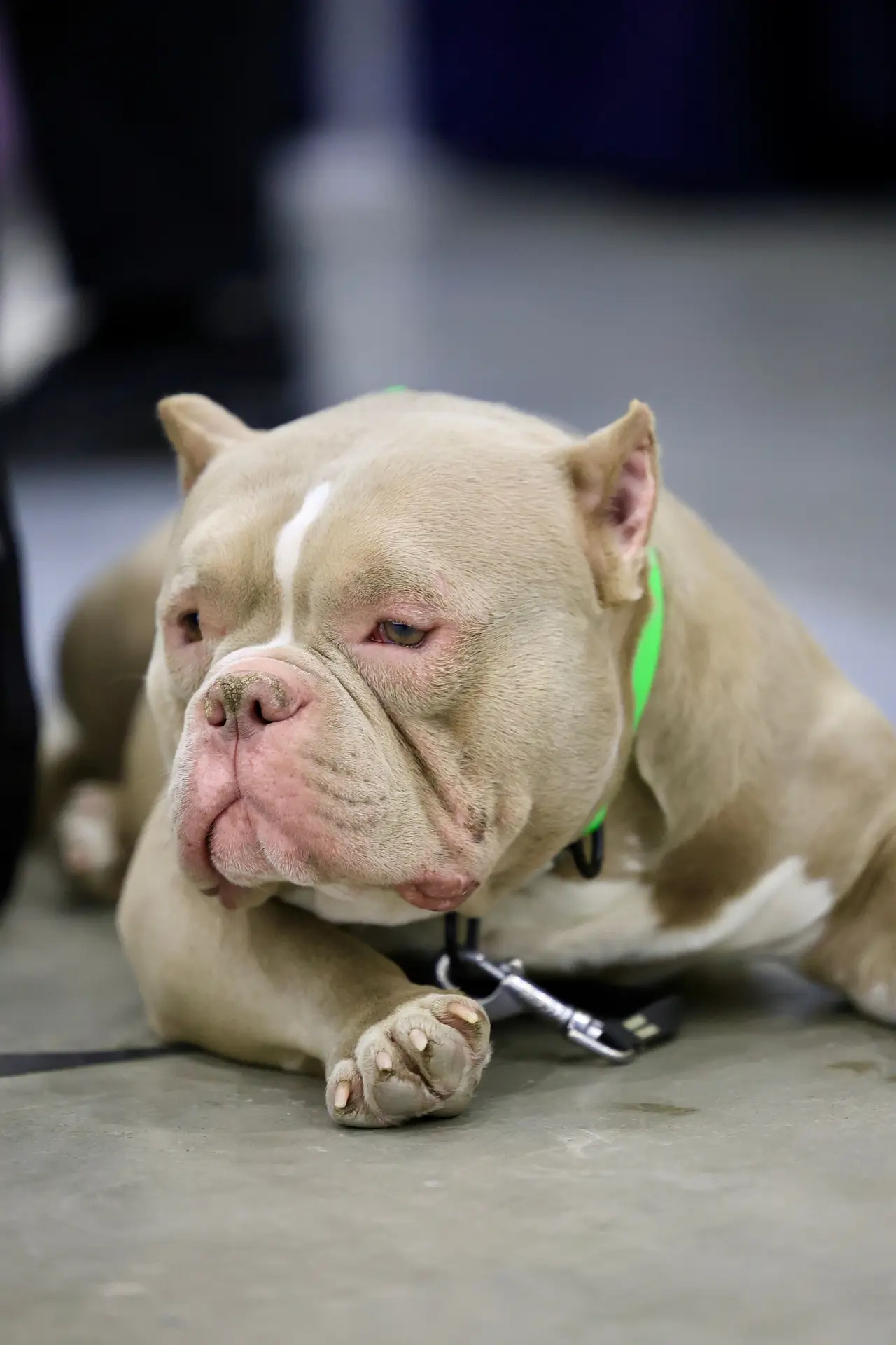 American Bully Pocket allongé sur le sol, collier vert