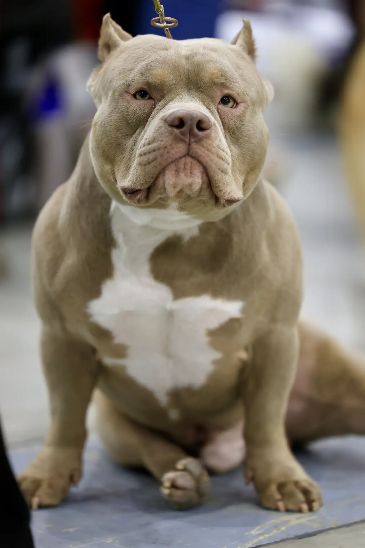 American Bully Pocket assis, tête large et corps très trapu, collier visible