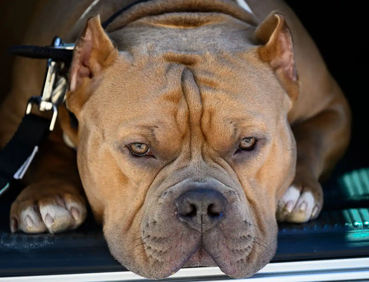 American Bully allongé la tête posée, collier et laisse visibles