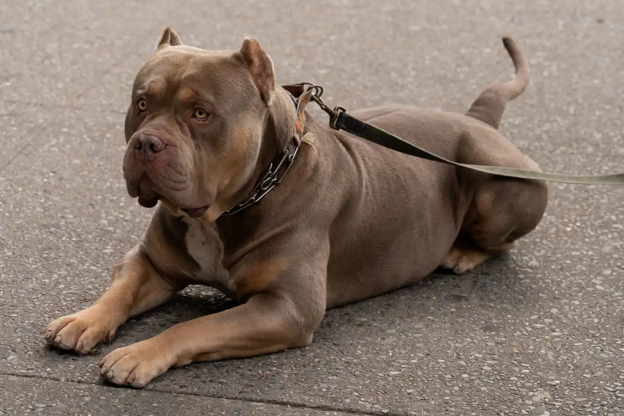 American Bully allongé sur le sol en laisse