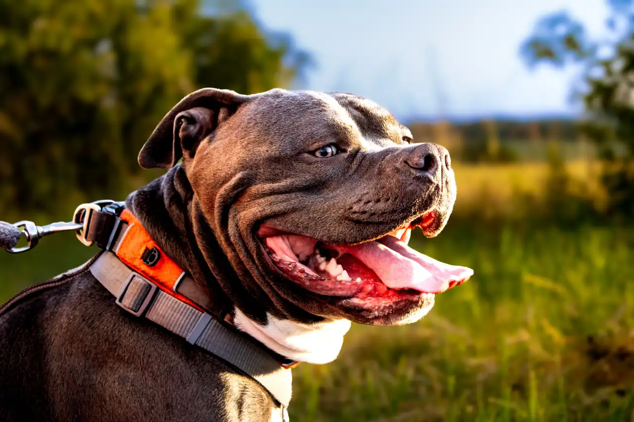 American Bully au premier plan, tête large et museau court, langue pendante en extérieur