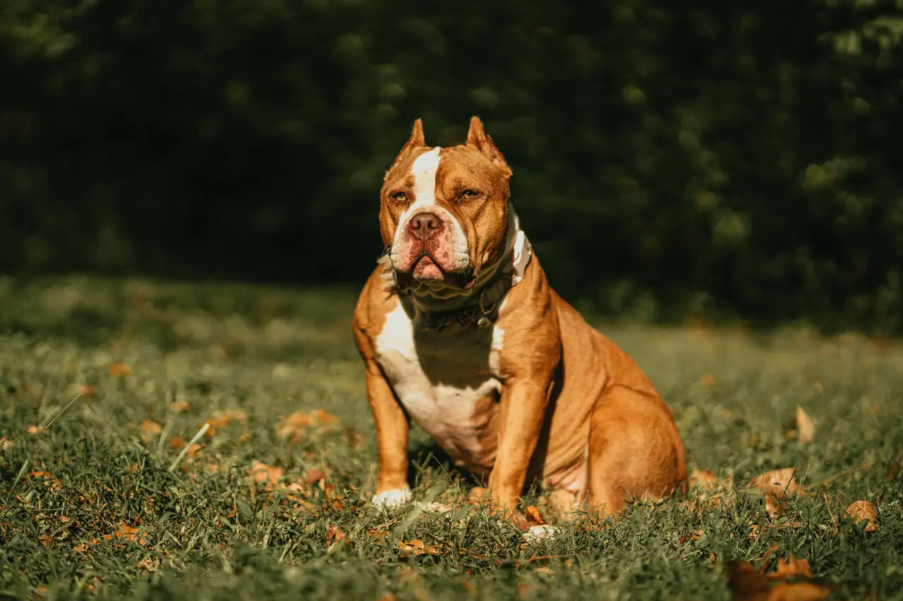 American Bully assis sur l'herbe, robe fauve et blanche