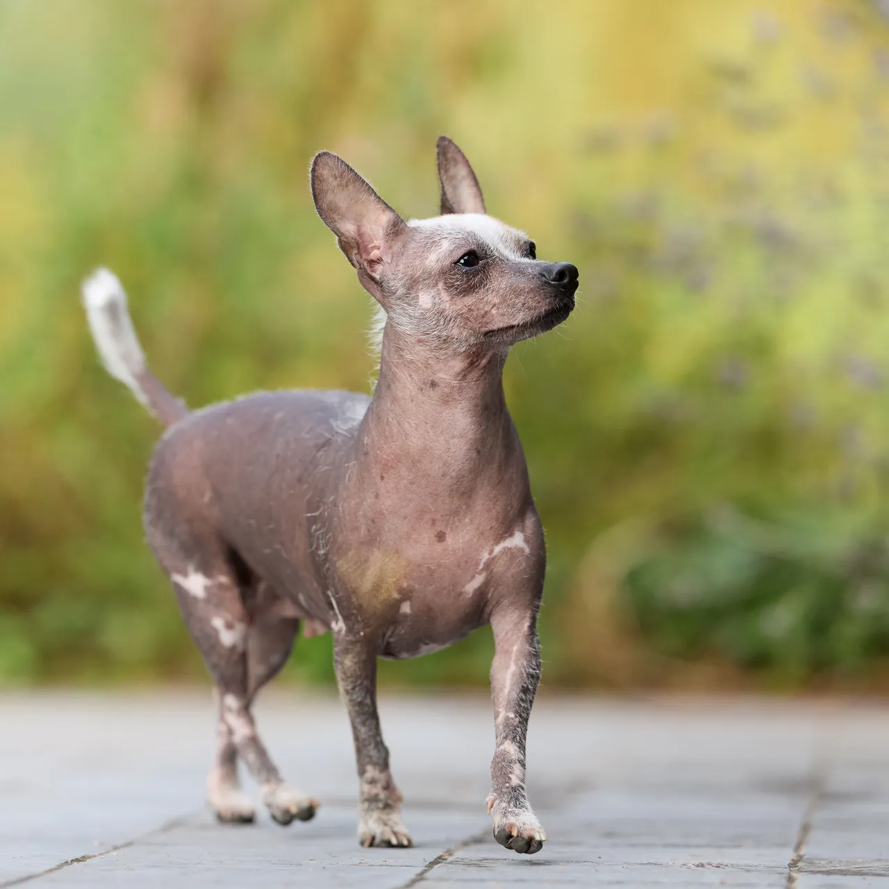 American Hairless Terrier debout sur un sol pavé, regard tourné sur la droite