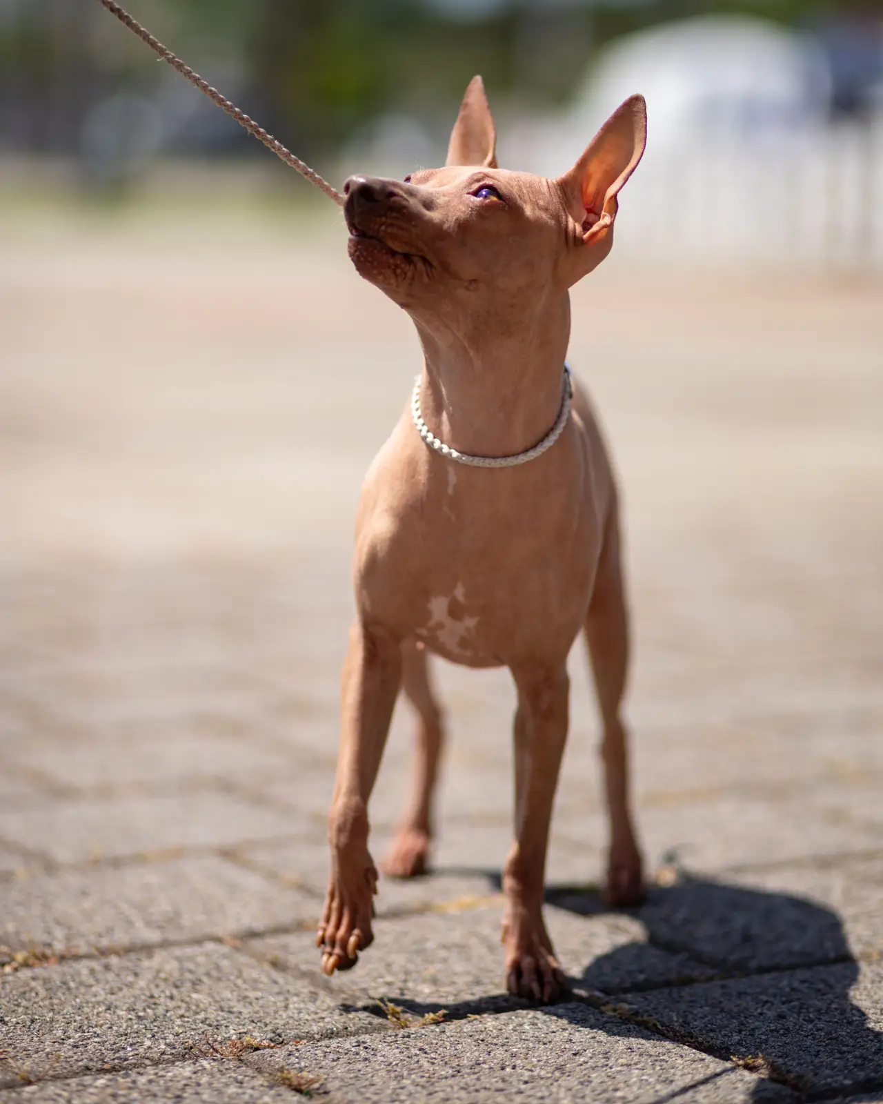 American Hairless Terrier debout en laisse sur un sol pavé, regardant vers le haut
