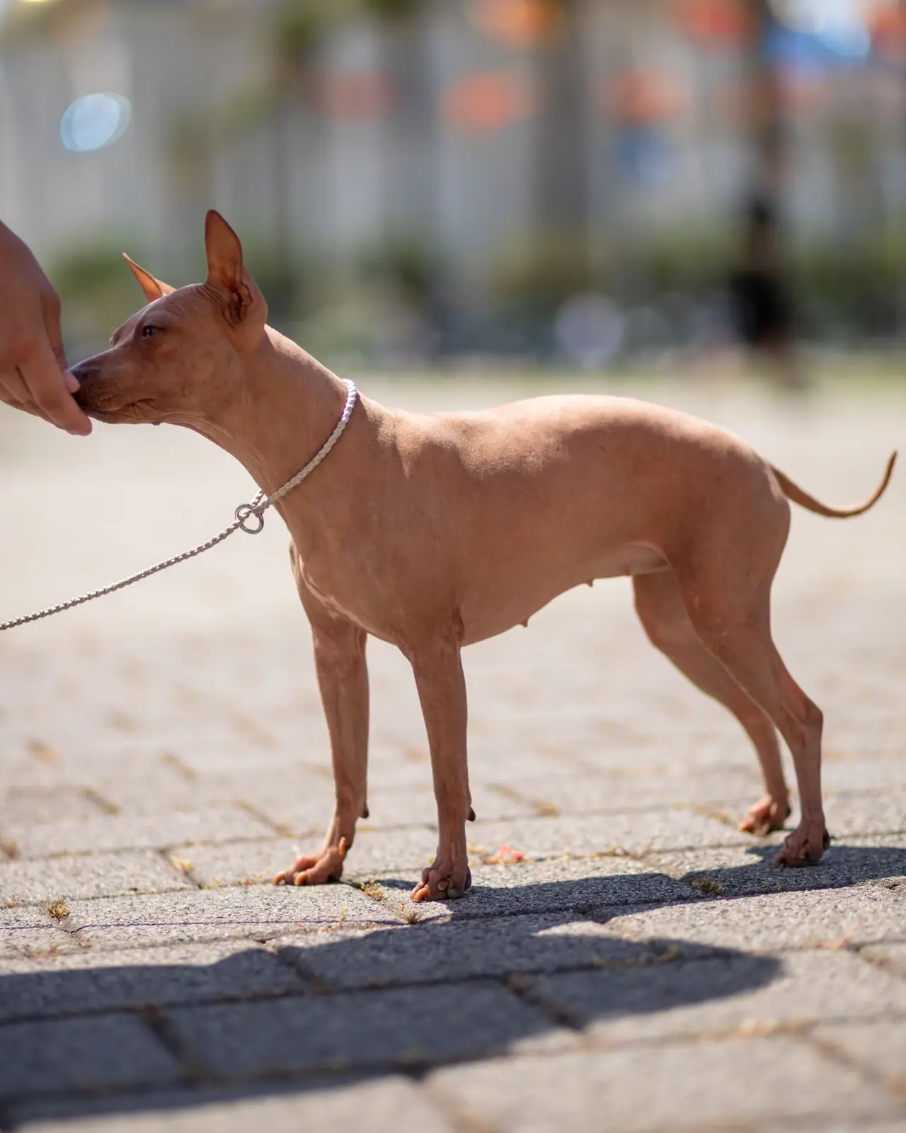 American Hairless Terrier debout sur un pavement, reniflant la main d'une personne