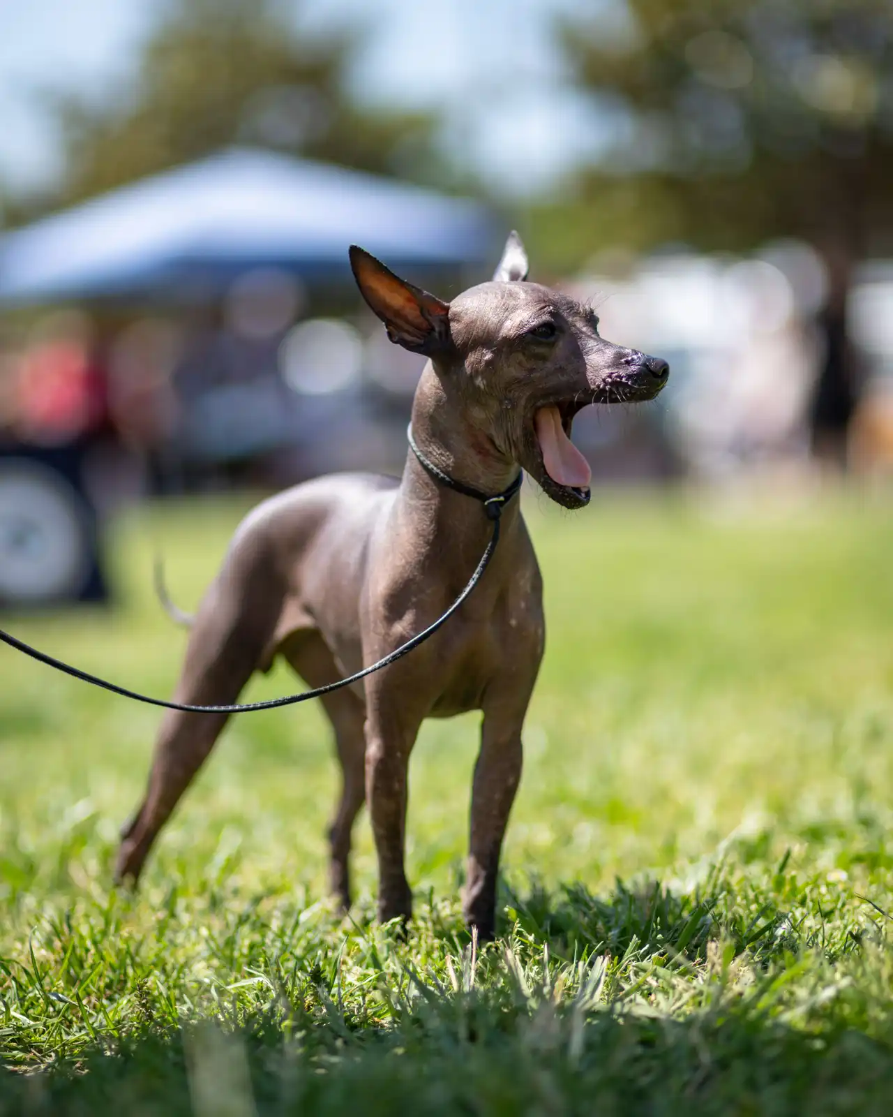 American Hairless Terrier debout sur l'herbe en train de bâiller