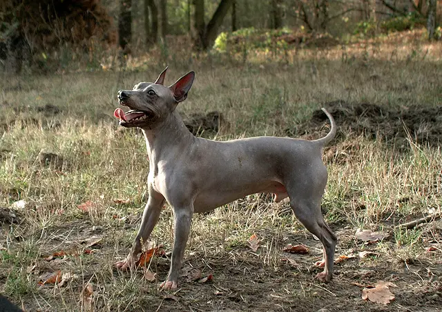 American Hairless Terrier debout dans l'herbe, gueule ouverte et langue sortie