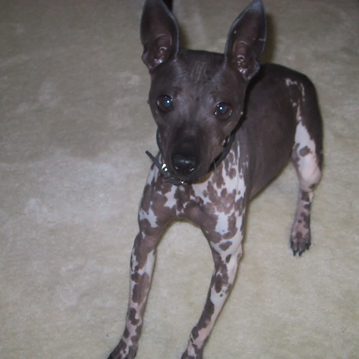 American Hairless Terrier debout sur un tapis beige, regardant la caméra