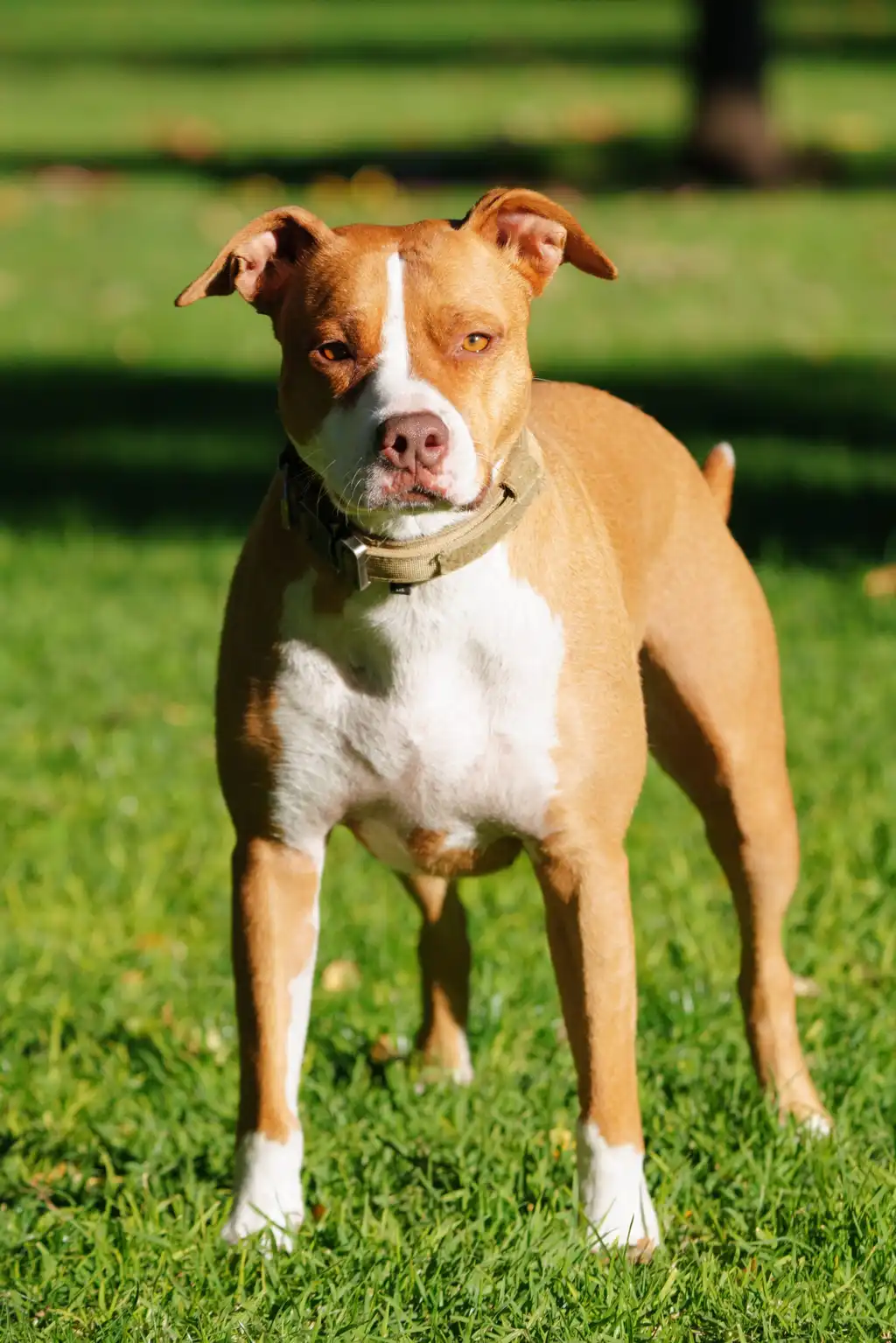 American Staffordshire Terrier debout sur l'herbe, poitrine blanche et pelage fauve