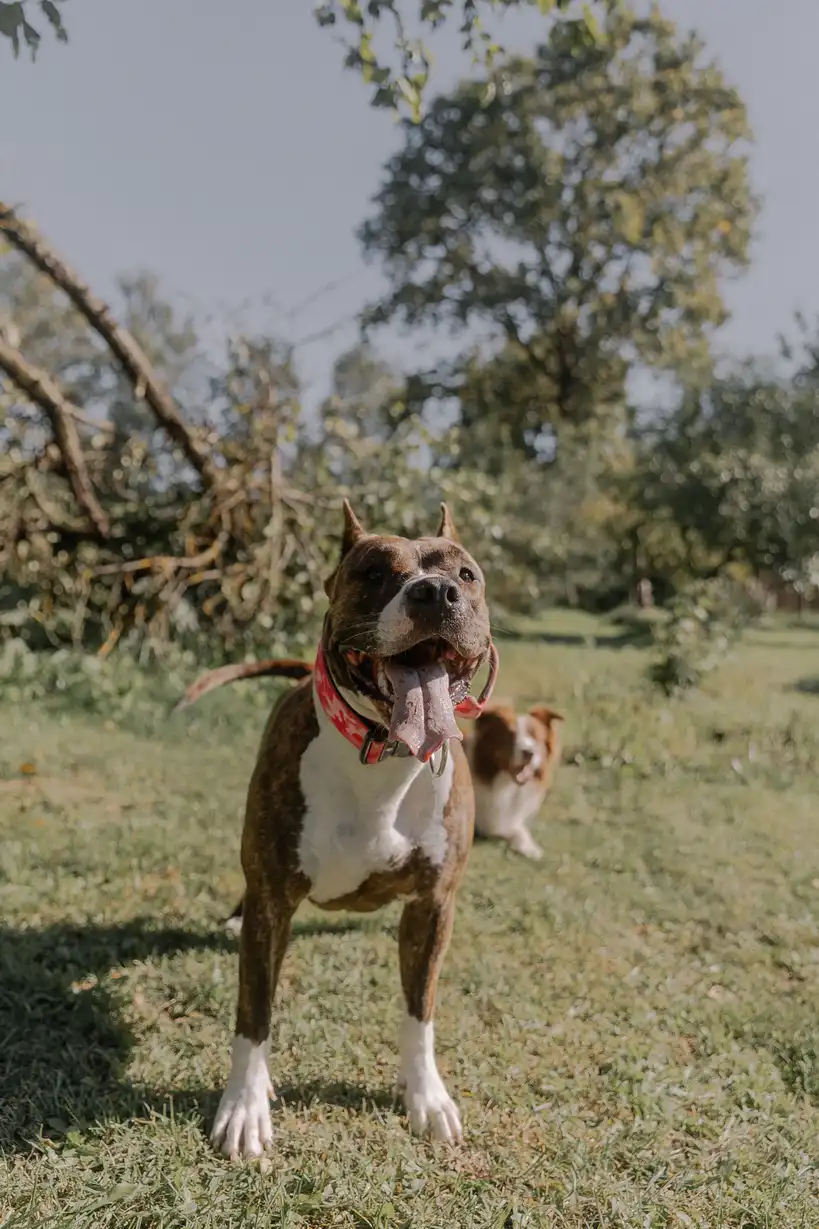 American Staffordshire Terrier debout sur l'herbe, langue pendante, portant un collier