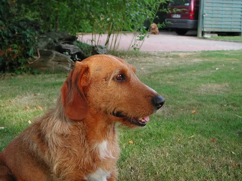 Basset Fauve de Bretagne assis sur l'herbe, vu de profil droit