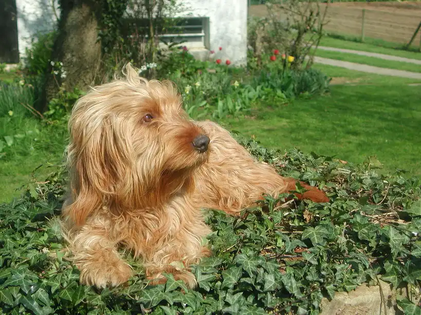 Basset Fauve de Bretagne allongé sur du lierre dans un jardin