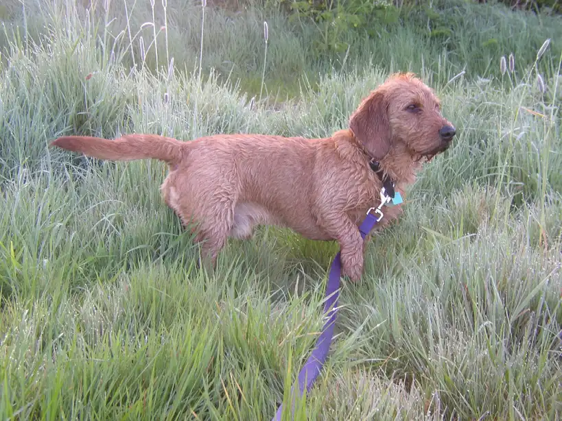 Basset Fauve de Bretagne debout dans l'herbe, vu de profil, attaché à une laisse