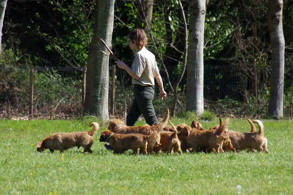 Basset Fauve de Bretagne en groupe dans un pré accompagnés d'une personne