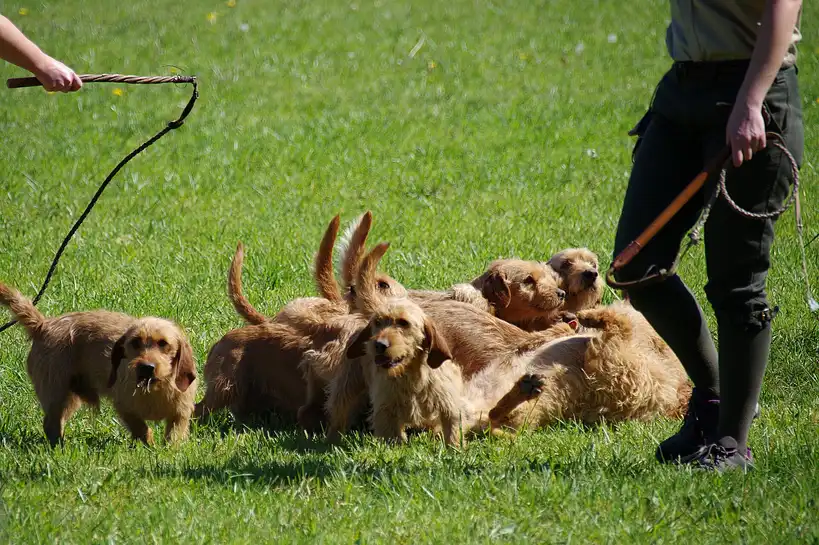 Basset Fauve de Bretagne groupe de chiens fauves jouant et se reposant dans l'herbe près de personnes