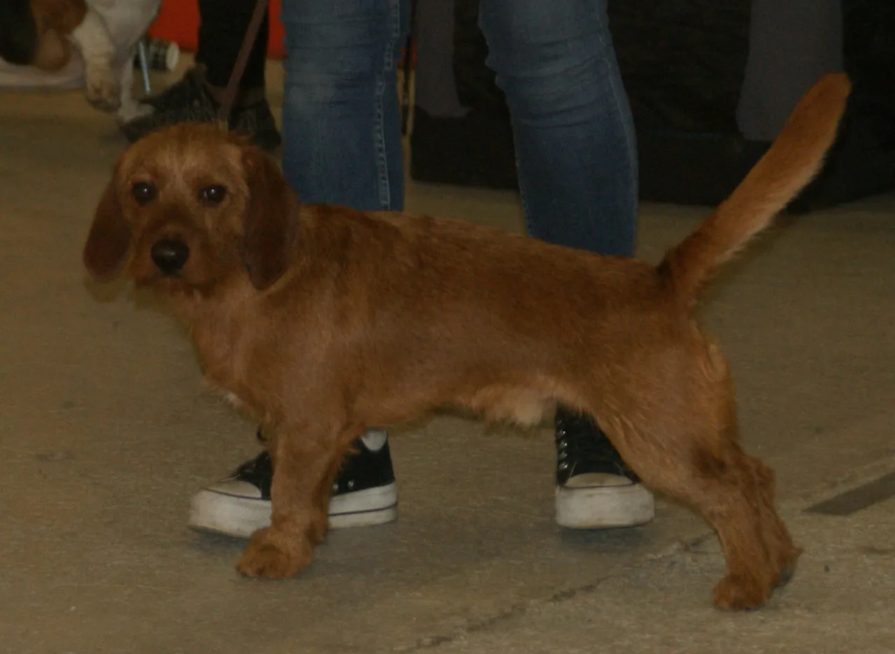 Basset Fauve de Bretagne debout à l'intérieur, vu de profil et regardant vers l'objectif