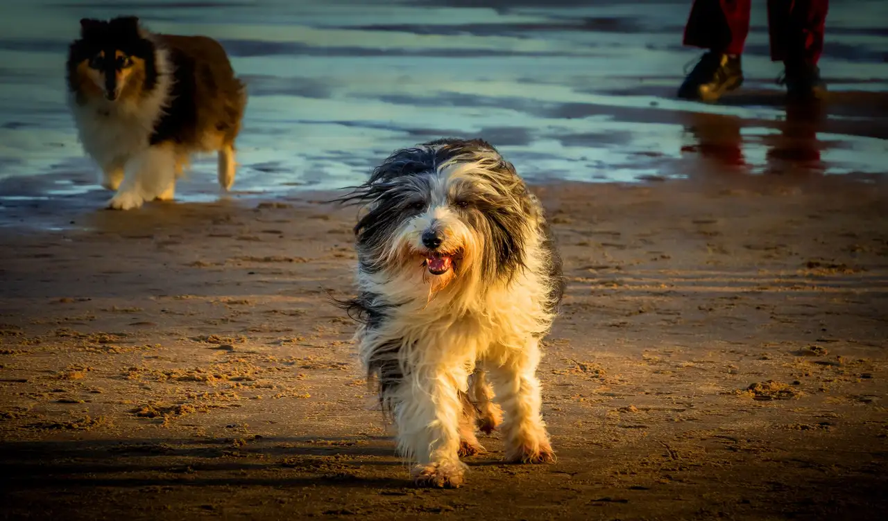 Bearded Collie trottant sur la plage, un autre chien en arrière-plan