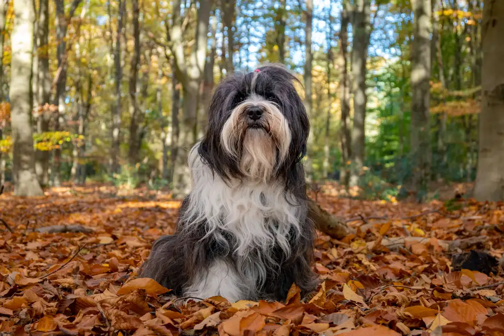 Bearded Collie assis sur un tapis de feuilles en forêt