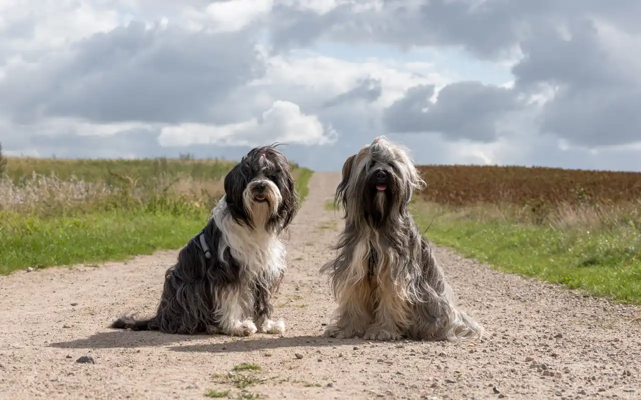 Bearded Collie : deux chiens assis sur un chemin de campagne