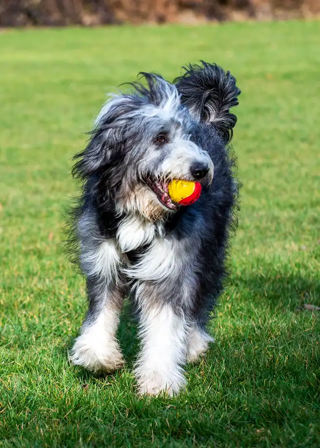 Bearded Collie debout sur l'herbe avec une balle dans la gueule