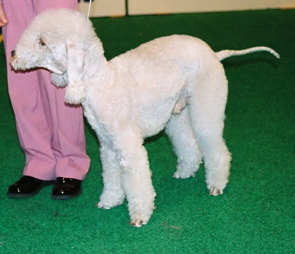 Bedlington Terrier debout sur un tapis vert lors d'un concours, pelage blanc bouclé