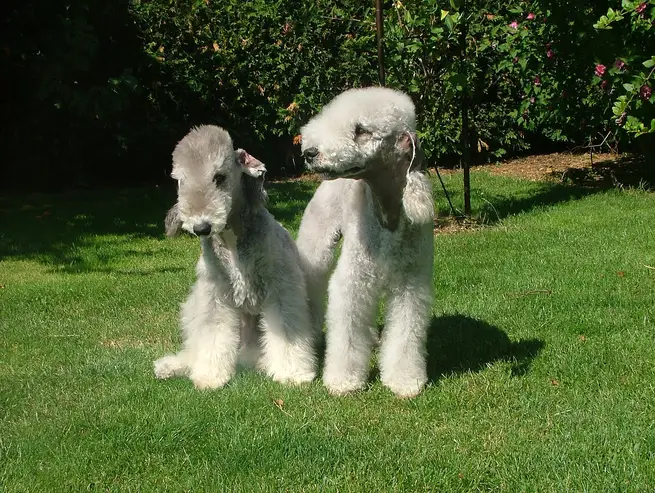 Bedlington Terrier, deux chiens debout sur la pelouse