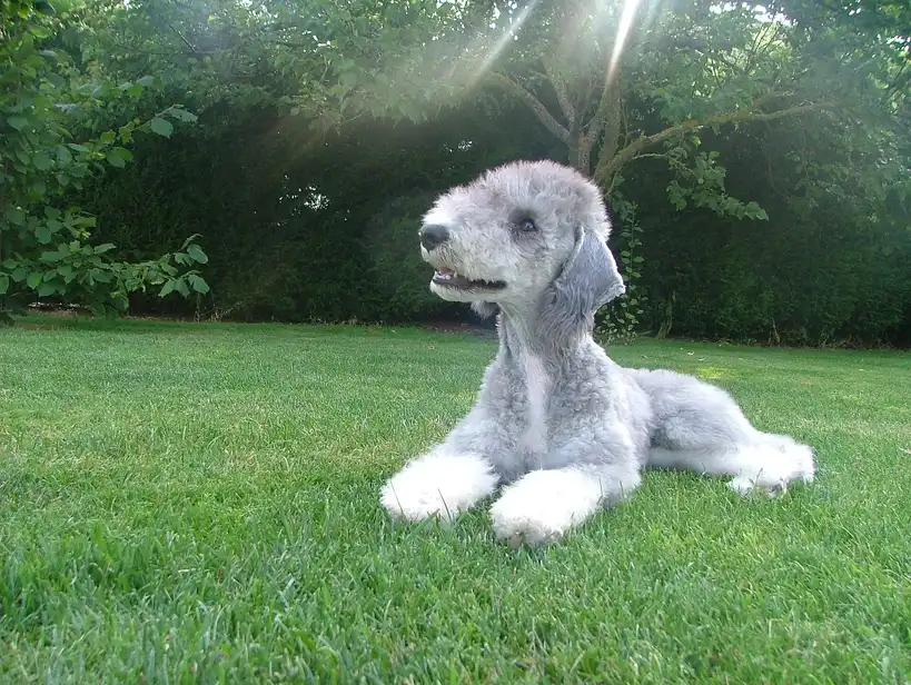 Bedlington Terrier couché sur l'herbe dans un jardin, pelage gris et blanc
